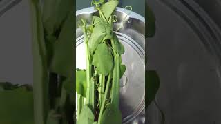 Pirandai Chedi | Thuvaiyal | Adamant Creeper | Medicinal Herb | Tamil Siddha | Hadjot Kee Chutney