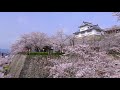 2021 岡山県津山市 鶴山公園 桜