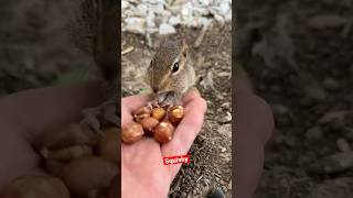 #chipmunk #squirrel #squirrely #animals #nature #funny #squishy #chipmunks #shark #marinewildlife