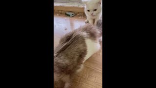 都……都弯了？？？？？？？#沙雕猫咪的日常 #小猫咪能有什么坏心眼