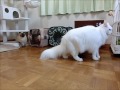 ちゃおふろく おそうじロボと猫