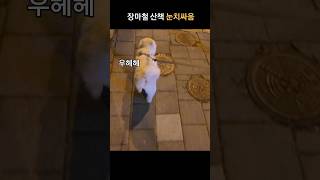 장마철 강아지 산책 눈치싸움