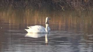 白鳥スワン2016（茨城県坂東市菅生沼(上沼））SWANS