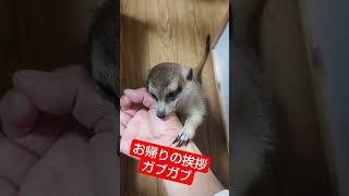 ミーアキャット、おちょこ。このガブガブは愛情なのか敵対なのか!?