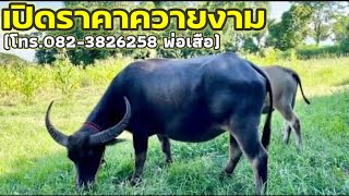 เปิดราคาควายงาม(โทร.082-382-6258พ่อเสือ)ควายแม่ลูกราคาไม่ถึงแสนเกษตรกรจับต้องได้เพื่อนำไปพัฒนาต่อยอด