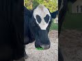 are you an alien aliens animal cow spacealiens cattle farm aliensmovie