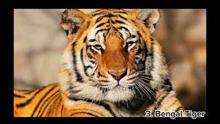 10 endangered animals  found in NEPAL/youtube video