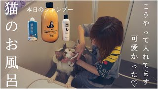 猫のお風呂の入れ方にはコツがあります｜ほぼノーカットでお見せします｜ゾイックＮキャッツトリートメントインシャンプー