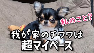 我が家のチワワはマイペース！自由気ままで猫っぽさもある犬？そんな様子がわかる動画です。