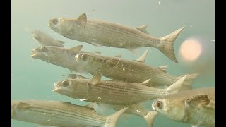 【水中映像】口をパクパク、巨大魚の群れに遭遇！？