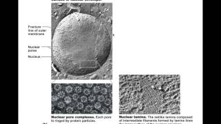 Chapter 3.9 Structure of the Nucleus BIO201