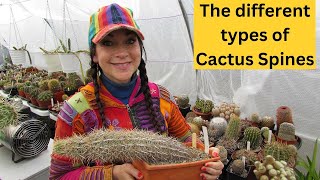 The different types of Cactus Spines #cacti #cactus