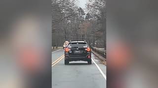 Dog Hilariously Gets Zoomies in Back of Moving Car