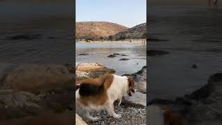 Greek shepherd dog falls in-love with little dog