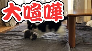 【先住猫と保護子猫】仲良く遊んでたのに気づいたら大喧嘩！