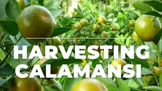 HARVESTING CALAMANSI PANLABAN SA COVID /BUHAY PROBINSYA