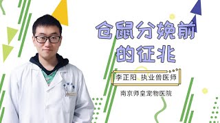 倉鼠分娩前的征兆是什么