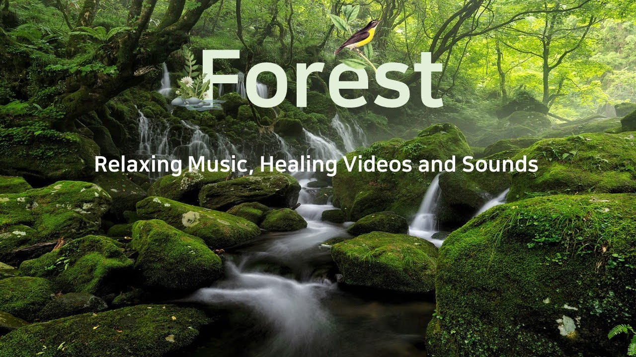 Forest Relaxing Music Healing Forest Videos And Nature Sounds