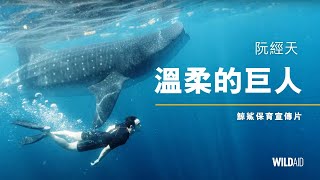 阮經天 Ethan Ruan / 溫柔的巨人  The Gentle Giant / 鯨鯊保育宣傳片 / WildAid 野生救援