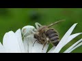 flower crab spider catches bee. veränderliche krabbenspinne fängt biene.