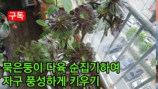 다육 묵은둥이 순꼬집기해서 자구 풍성하게 만들기! 다육판매! Peel off the leaves of a fleshy plant to reproduce