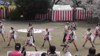 team清門☆くまがや桜よさこい2016in荒川公園