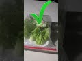 great tips to preserve green vegetables in the refrigerator longer diy tips shorts