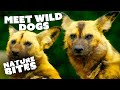 Painted Dogs: Africa's Most Successful Hunters | The Secret Life of the Zoo | Nature Bites