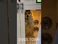 a day in the life of a corgi shorts 065