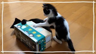 【#2】子猫の発情が早くきすぎて兄妹猫で交尾！？ / 宅急便の車に乗り込めないクロネコ