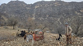 الحياة البدوية في إيران: يأخذ جهانجير أغنامه إلى المراعي الجبلية للرعي