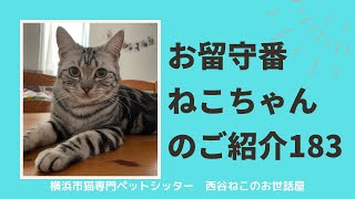 お留守番ねこちゃんのご紹介183