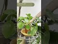 care tips for pilea peperomioides chinese money plant