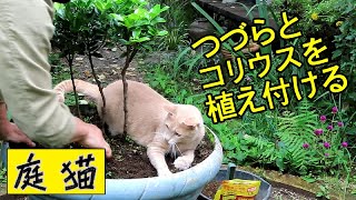 【庭猫】つづらとコリウスを植え付ける