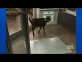 tim hortons goat was kidnapped from rodeo let loose as joke