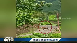 മൂന്നാർ കല്ലാർ എസ്റ്റേറ്റിൽ കടുവ ഇറങ്ങി | Kallar Estate | Munnar |