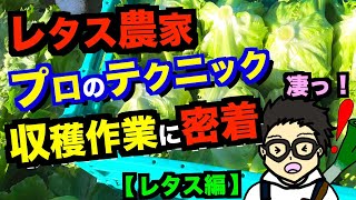 【衝撃】レタス農家の収穫作業に密着！プロのテクニックがそこにあった！レタス農家収穫から出荷まで！【アニメでわかる家庭菜園・ガーデニング解説】