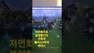 수천마리떼의 구피분양