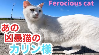 あの凶暴猫のカリン様がパトロールで唸る唸る久々の唸り走り‼️ Ferocious cat