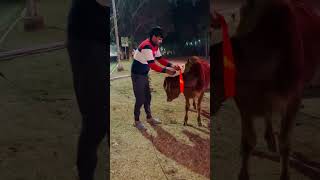 jai gau mata #trending #viralvideo #cow #mata #hindu