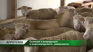 Агротема: Селекция и репродукция в животновъдството - равносметка, автор: Анета Божидарова