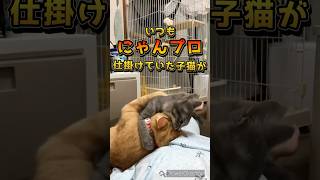 いつもにゃんプロを仕掛けていた子猫がついにお返しグルーミング？！#cat #保護猫 #ねこ #茶トラ#サバトラ