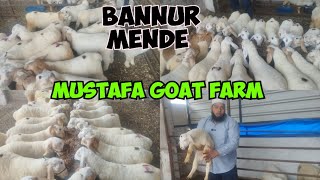 Bannur Teddy size mai baby sheep at Mustafa goat farm khilwat | near Charminar|Hyderabad