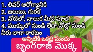 కోళ్ళకి ఆరోగ్య ప్రయోజనాలు ఎన్నో దాగి ఉన్న అద్భుతమైన మొక్క ఈ బృంగరాజ్