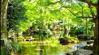 【岐阜公園　新緑がまぶしい】　2024年5月中旬　　Gifu-Japan