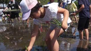 【特派員ニュース美幌町】日本最東端の田んぼの学校　田植え編