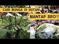 Mencari rezeki di hutan||Cari bunga keladi part 1...