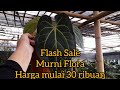 Flash Sale 14 Nov 24 anthurium koleksi ada Papillaminum, Red crystal Verapavenze harga mulai 30 ribu