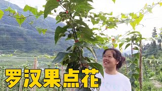 農村幹不完的活，黃金百香果滿滿的成熟，羅漢果也要開始點花 #侗家老羅