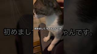 本日の猫パトロール。サイちゃんは1番野良で、そして1番の甘えん坊。三度の飯より撫で撫でとフミフミが大好きな地域猫ちゃんです🥰#地域猫 #地域猫活動 #ねこ #猫 #野良猫 #保護猫 #ふみふみ